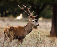 La Junta de Extremadura insiste en que la caza en Monfragüe está prohibida